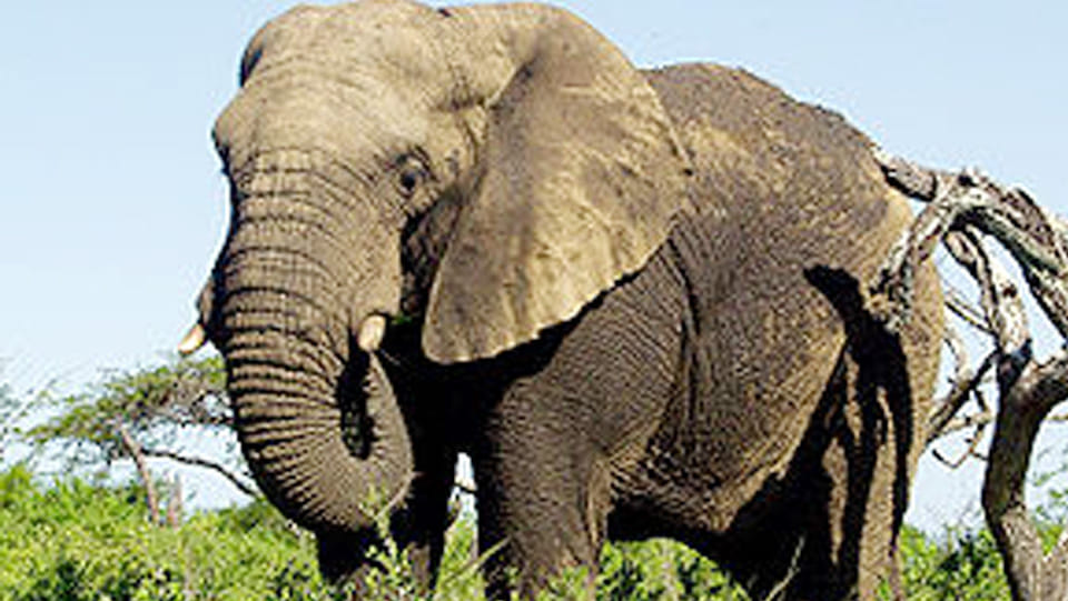 Sonbhadra the elephant made panic, caused damage to three houses