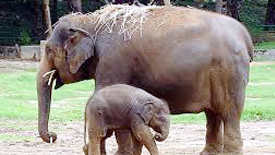 The attack wounded elephant fodder cutter succumbs