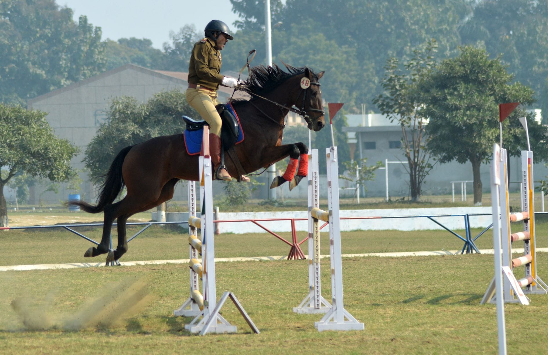 Amazing Facts about Human Face reader animal horse
