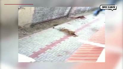 Watch video : Lioness roams at amrailly village in gujarat