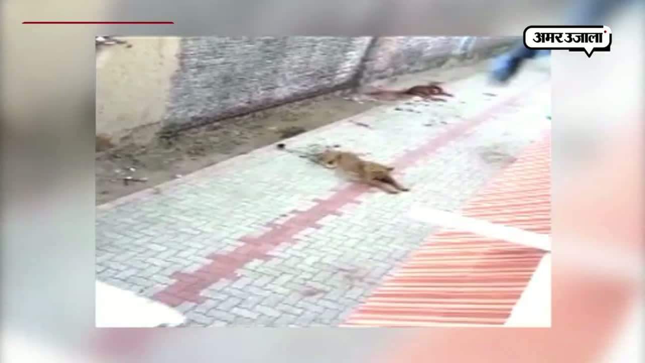 आबादी के बीच शेरनी के घूमने से लोग डरे