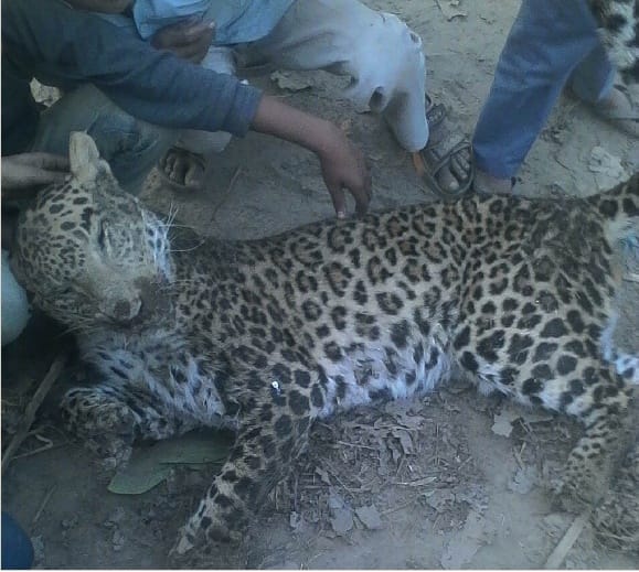 Leopard's death was pneumonia