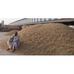 New currency, Five thousand Quintle peanut, not sail, Hisar