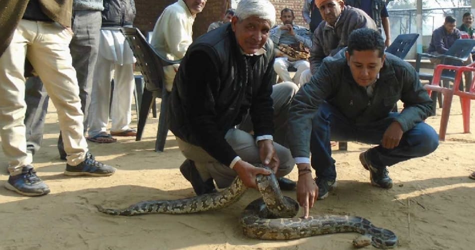 Rare Species python found at mandi adampur of hisar in haryana