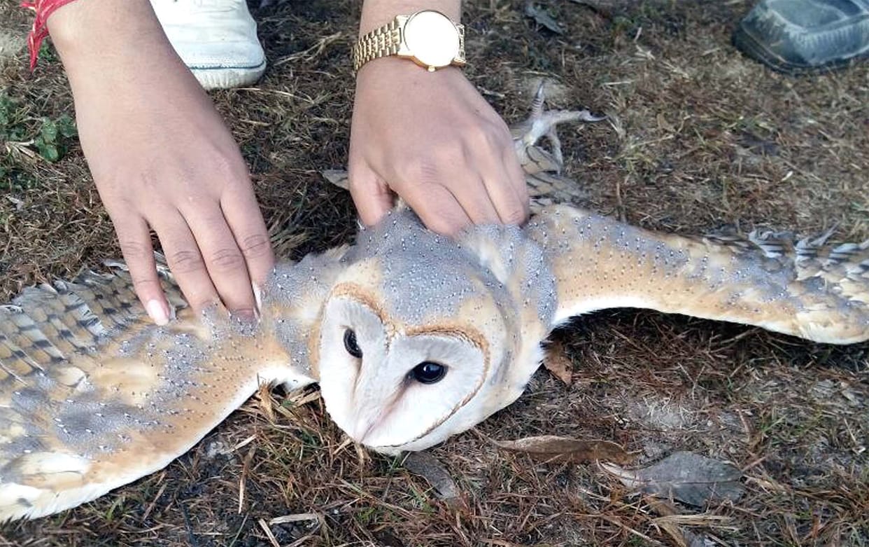 Rare owl found in DAV School