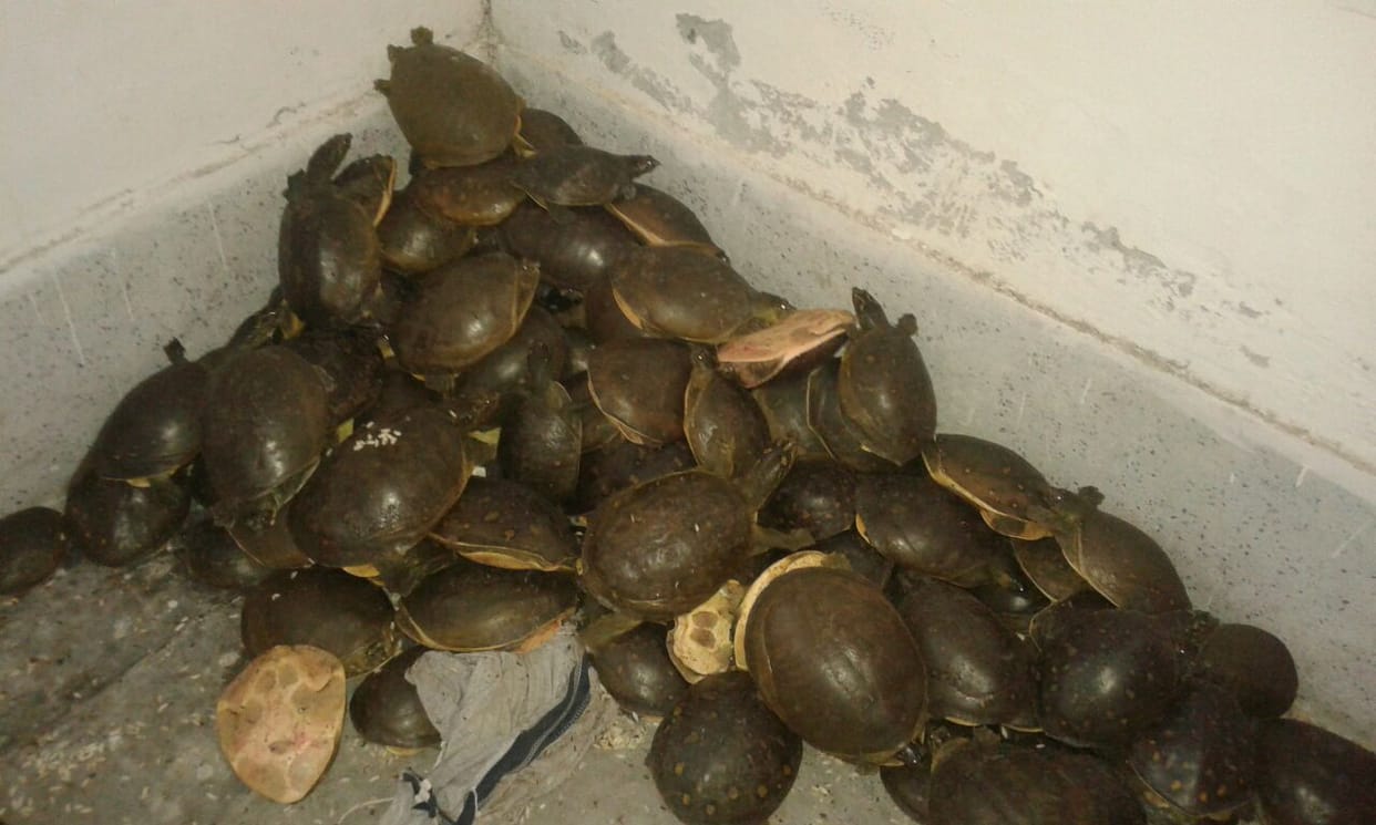 tortoise smuggling in uttar pradesh