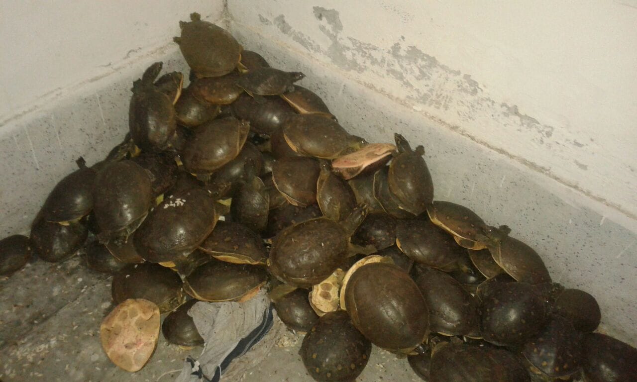 tortoise smuggling in uttar pradesh