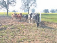 three villages people, infront each other, for cattle