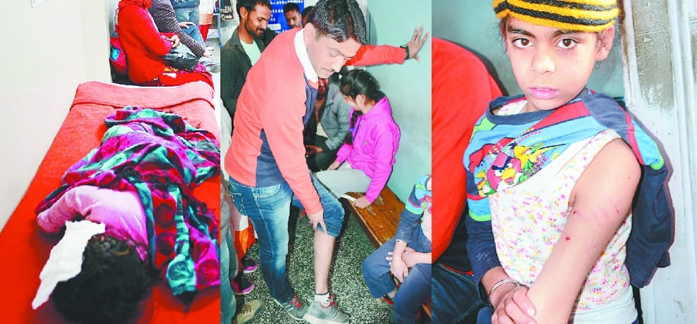 dog bites in 12 people in shimla