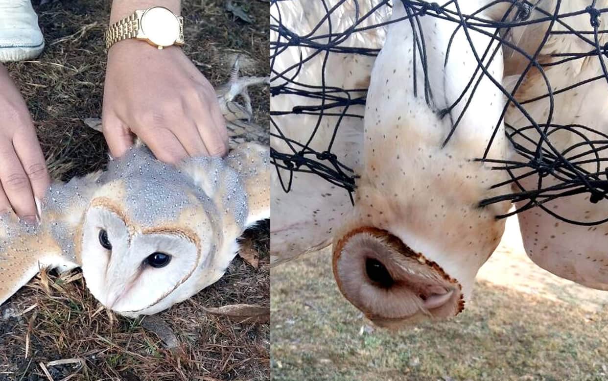 rare species owl found in haridwar school.