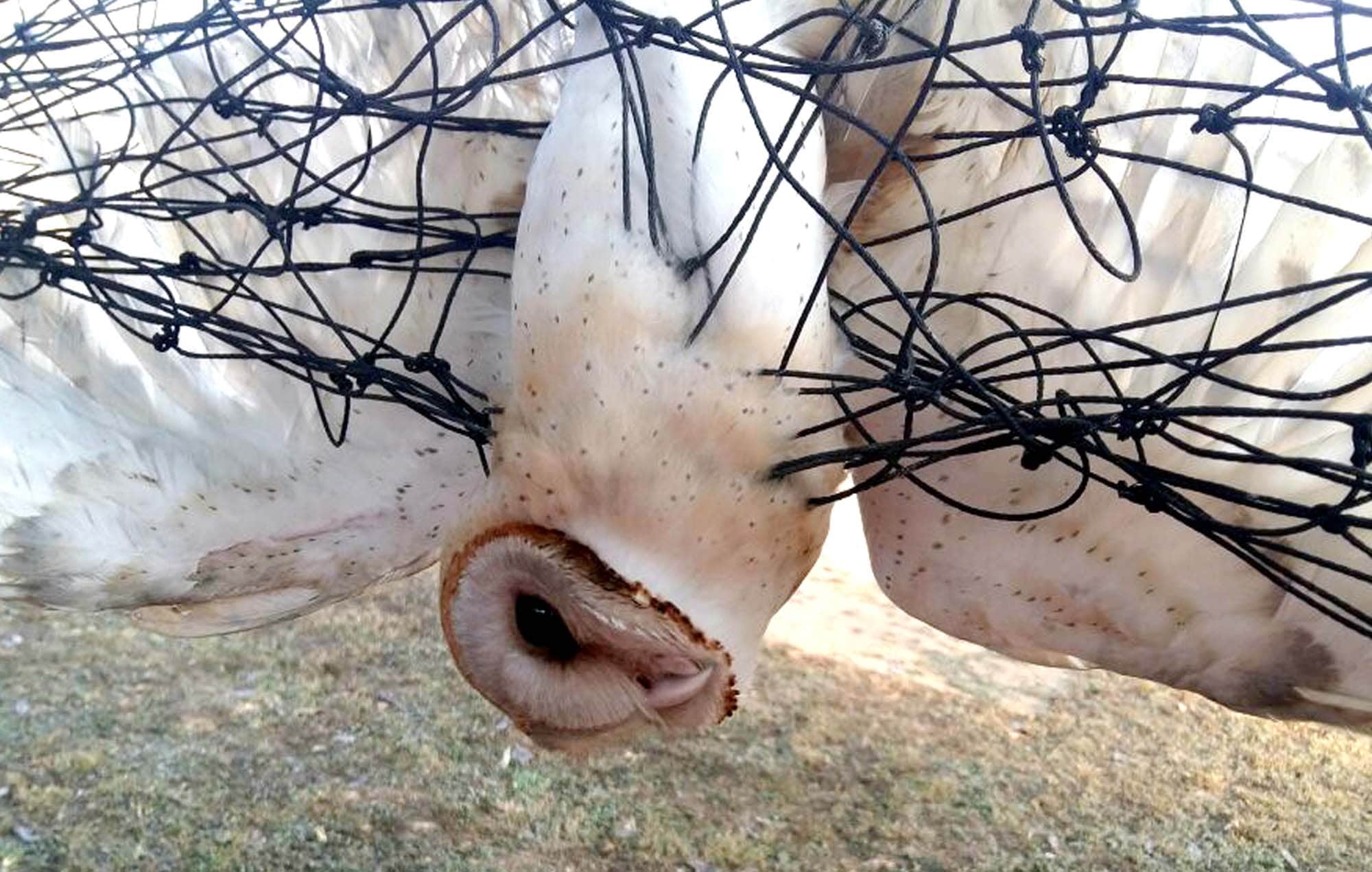 rare species owl found in haridwar school.