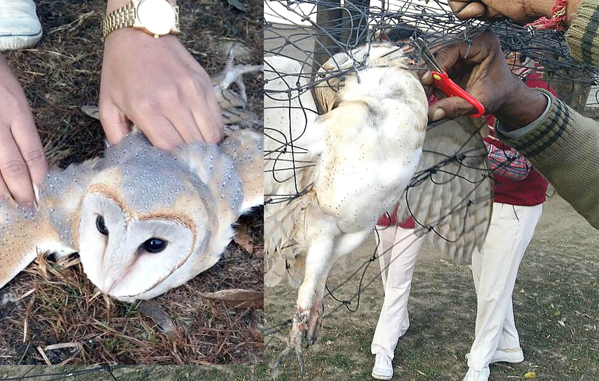 rare species owl found in haridwar school.