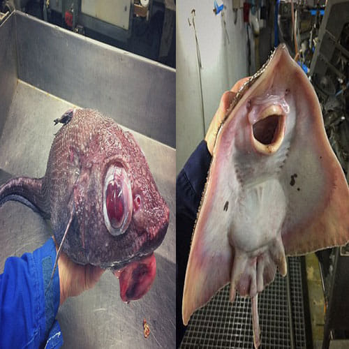 fisherman found unusual creatures in sea in russia