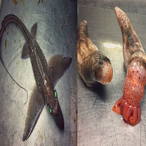 fisherman found unusual creatures in sea in russia