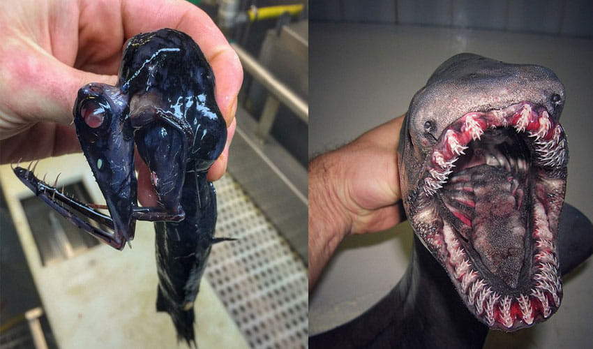fisherman found unusual creatures in sea in russia