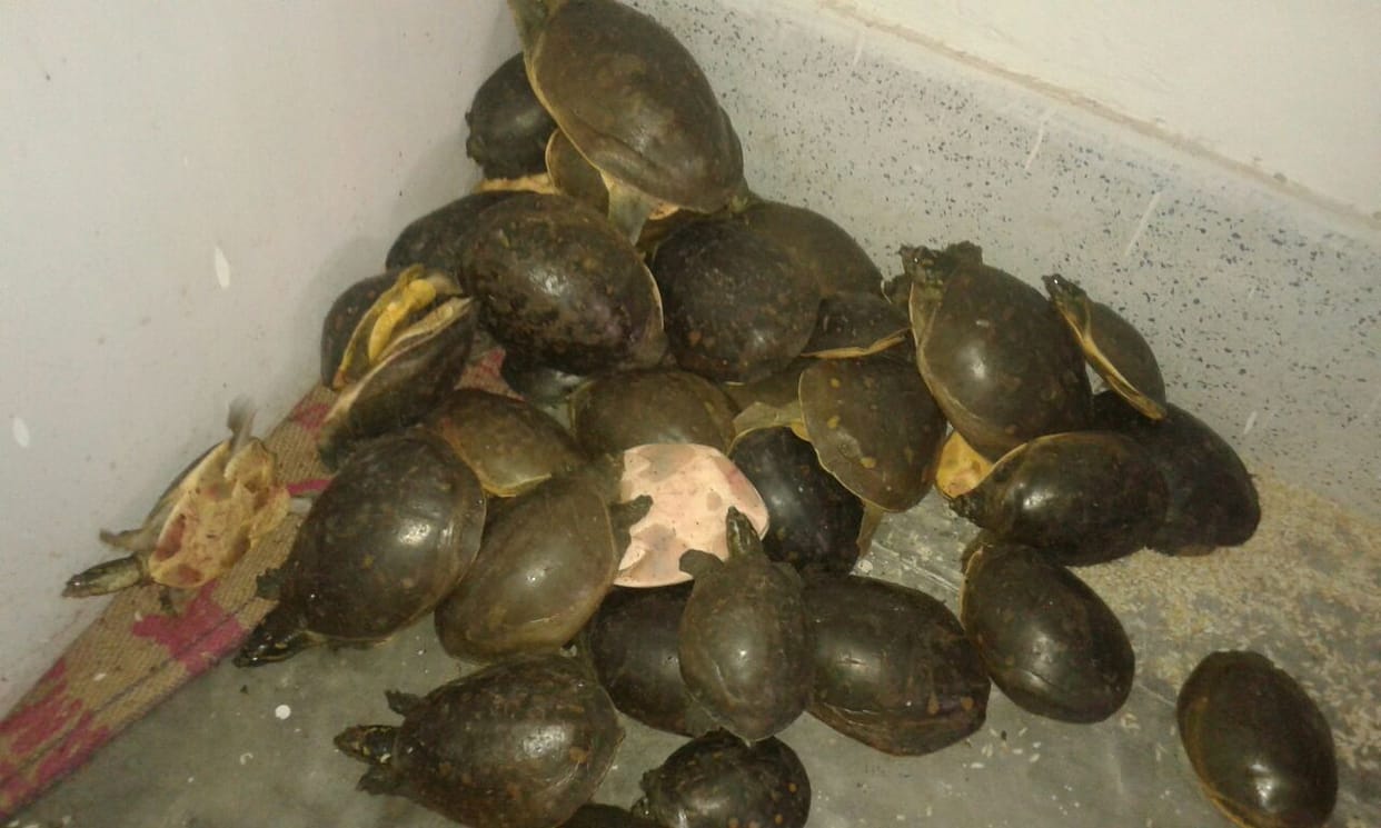 485 turtles seized 10 smugglers arrested