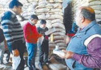 jind, wheat drops in water for growth in wate, caught,   harayana