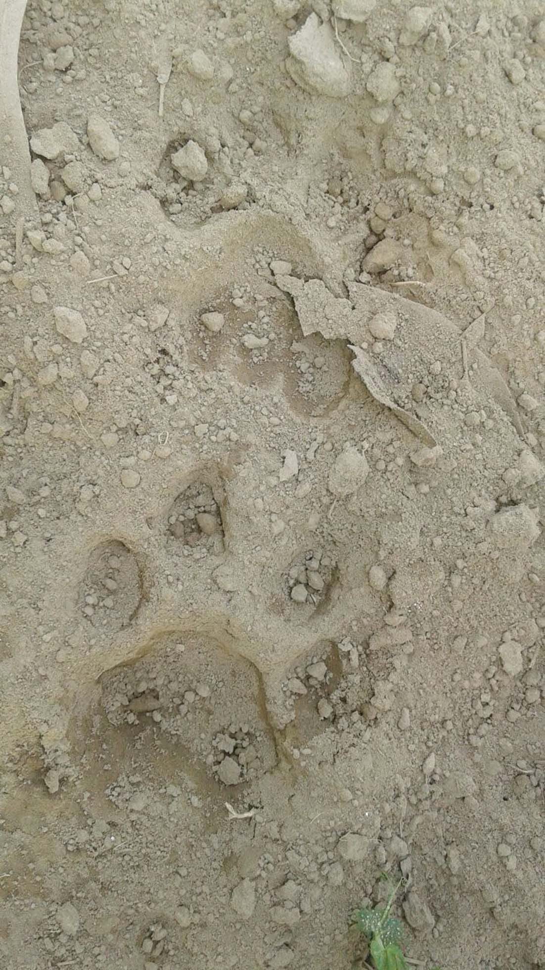 Tiger arrived near Sherpur and Cimmeria Panic