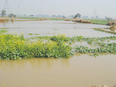 Khandi harvest crops submerged