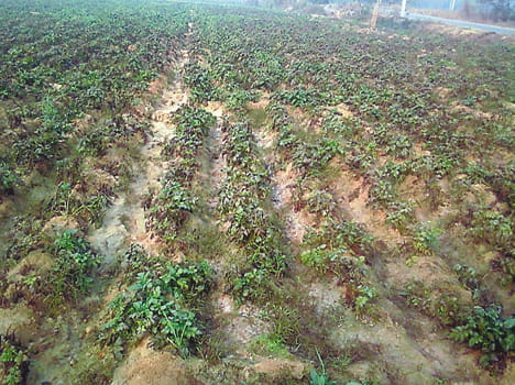 To protect the crop from frost irrigation