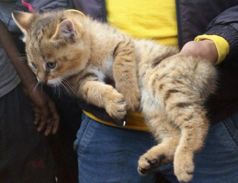 Cubs wild cats caught in confusion