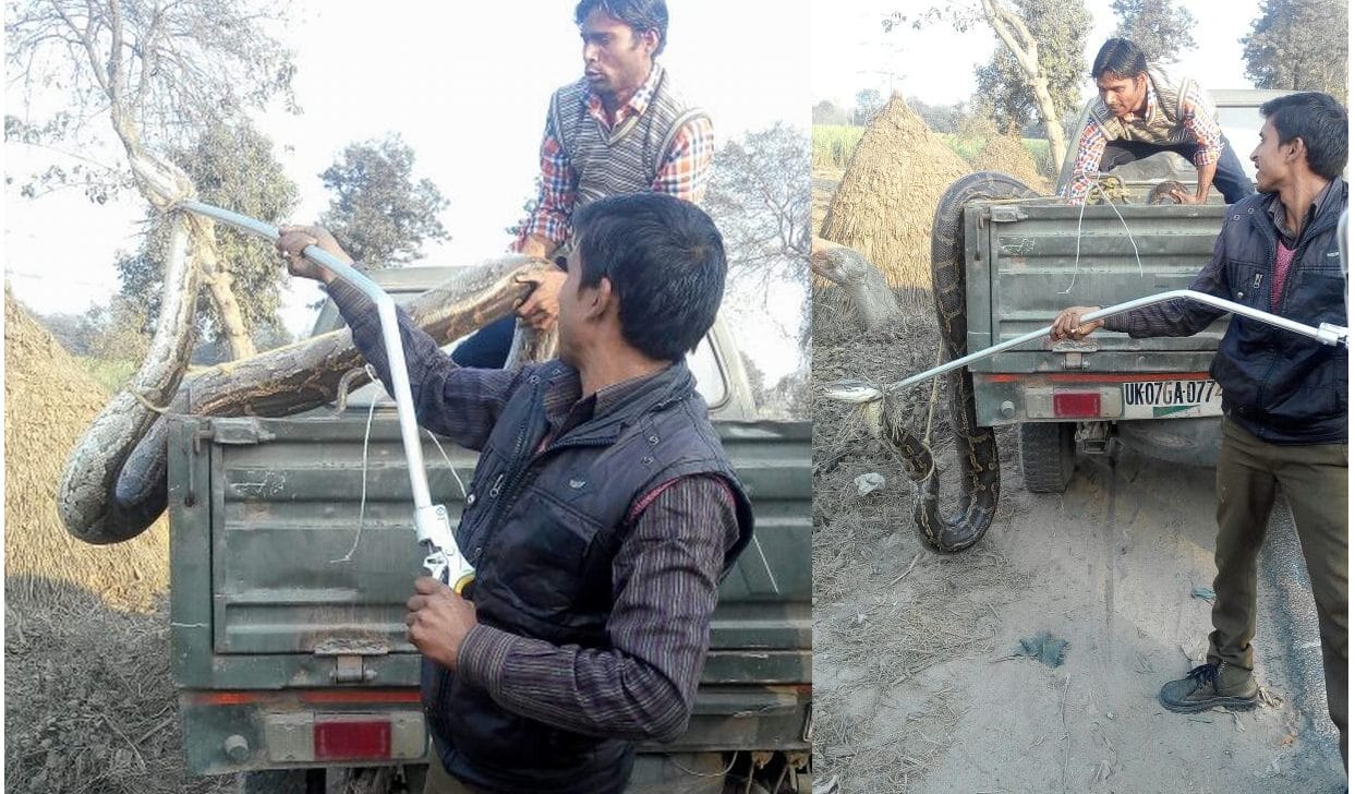 8 feet lon python was sitting on bank of road at chandigarh it park, people threatened
