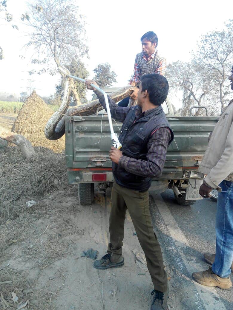 python dropped from pick up vehicle.
