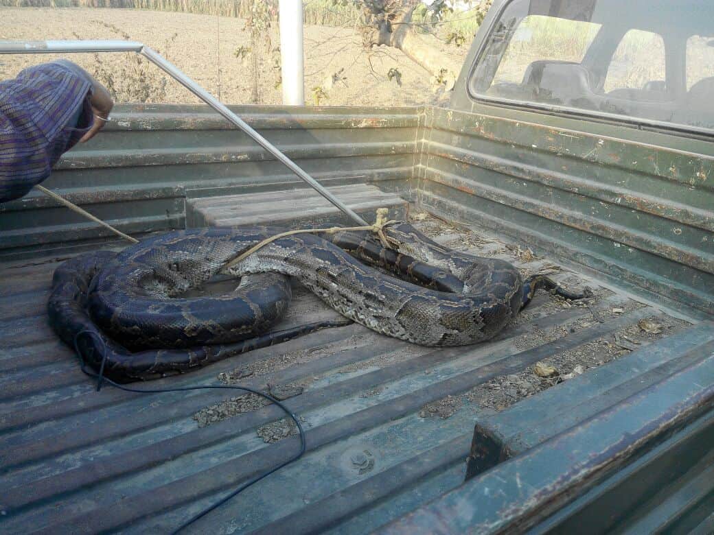 python dropped from pick up vehicle.