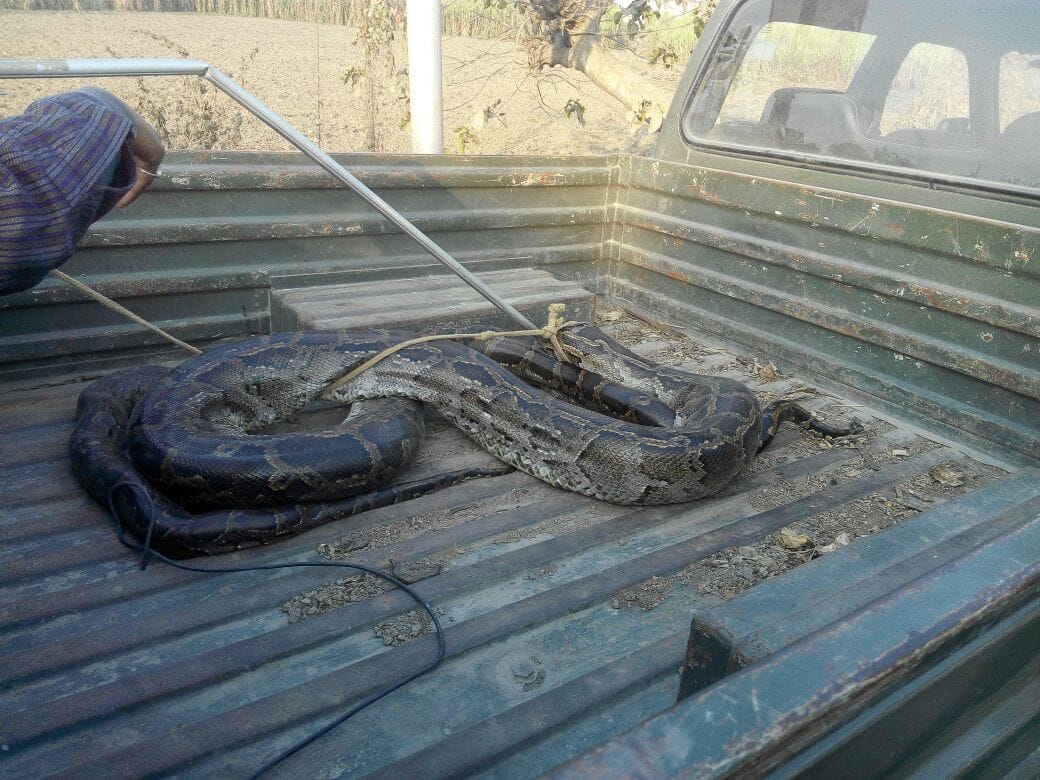 8 feet lon python was sitting on bank of road at chandigarh it park, people threatened