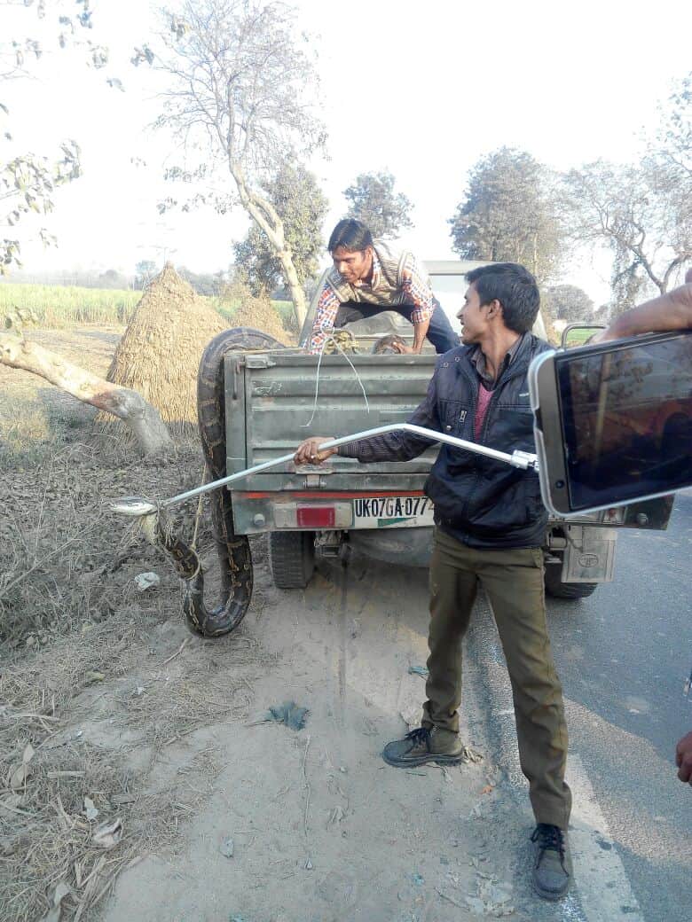 python dropped from pick up vehicle.