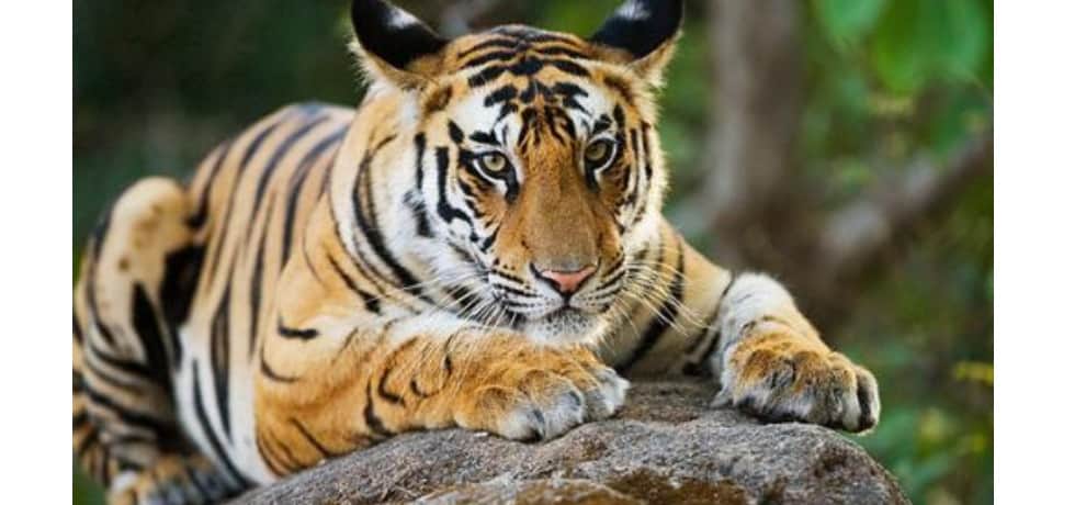 Brave husband saved the wife from Tiger's mouth
