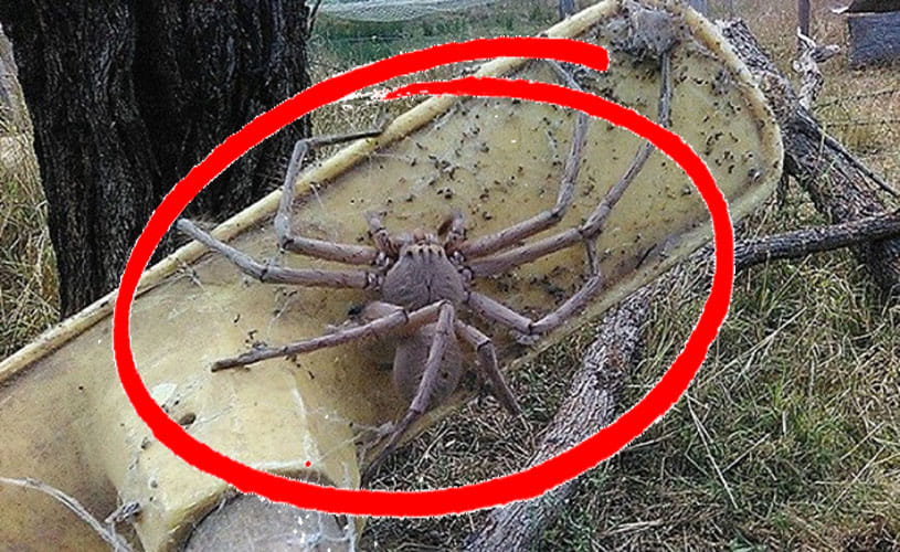 biggest huntsman spider ever photographed