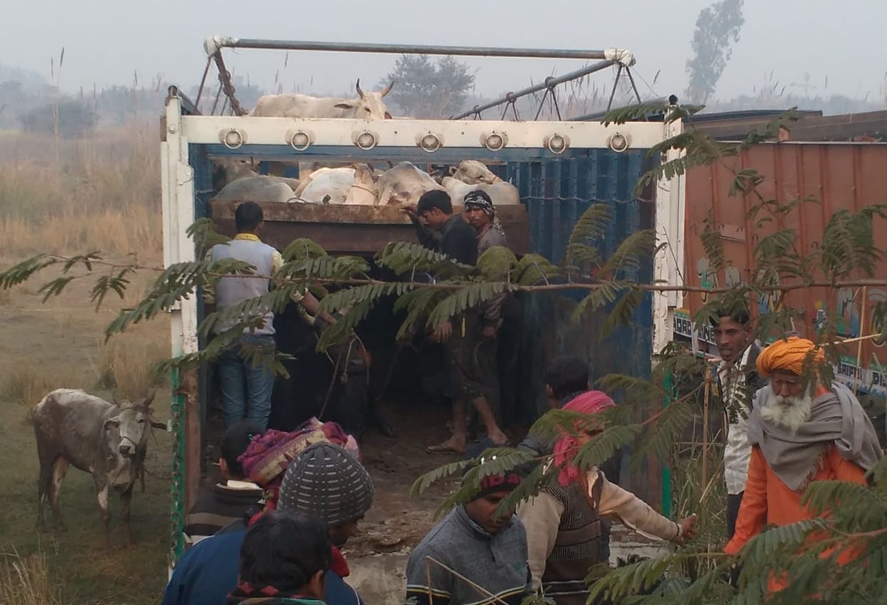 container accident, 14 animal died