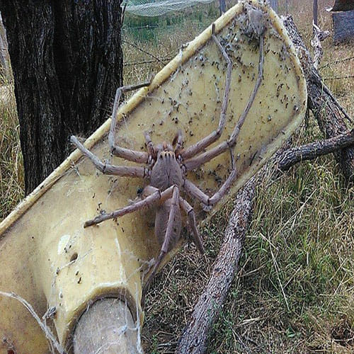 biggest huntsman spider ever photographed