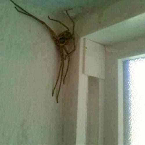 biggest huntsman spider ever photographed