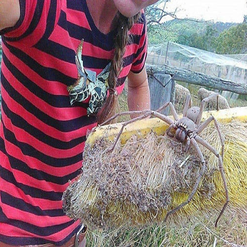 biggest huntsman spider ever photographed