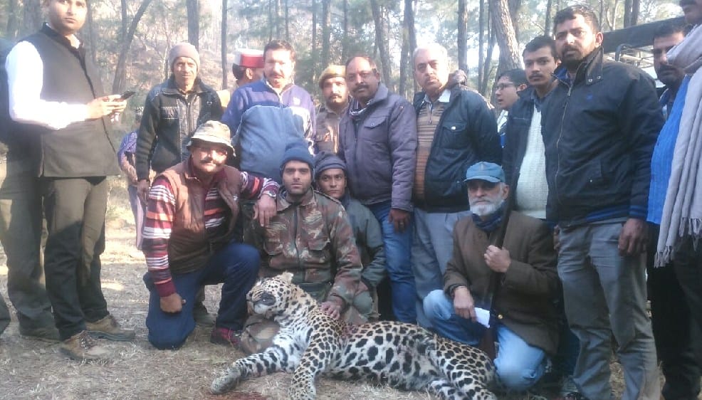 HP forest Department Team Killed Leopard at Bilaspur.