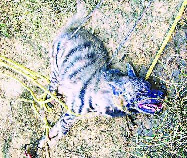 Poachers caught in the trap of hyena
