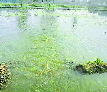 canal track cut, submerged 800 acres crop