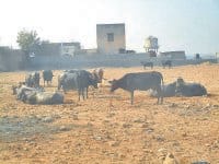 jind, fort, new park, starting, jind,   harayana