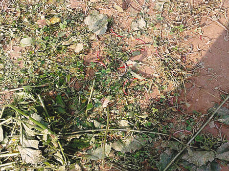 Rape and murder of women in Hardoi