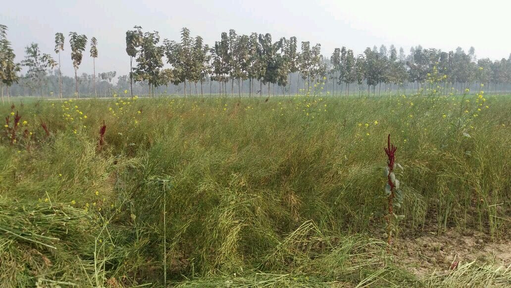 boy murdered in sultanpur