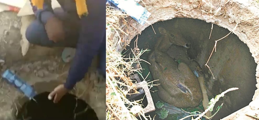 Nilgau fall into sewerage's manhole, had a hard time hours