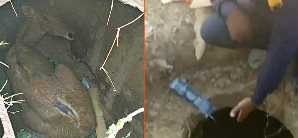 Nilgau fall into sewerage's manhole, had a hard time hours