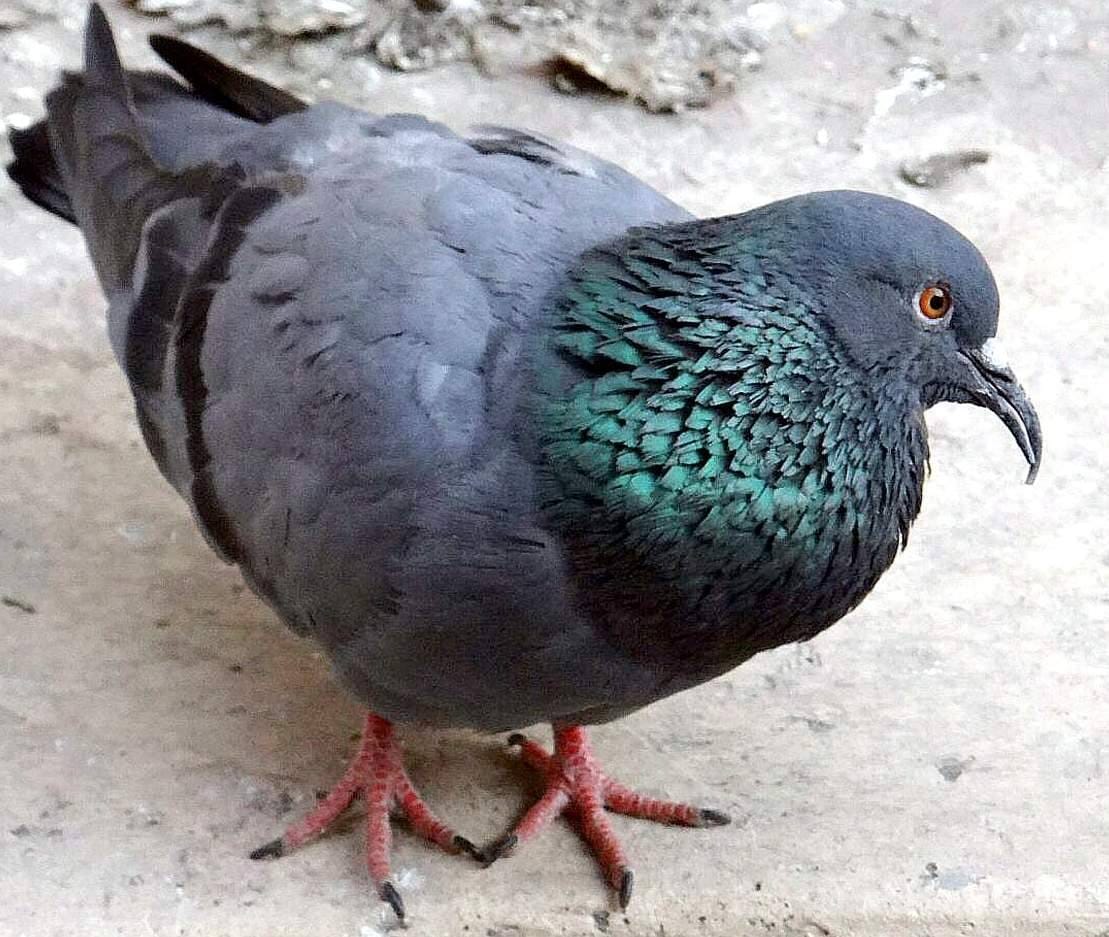 rare pigeon found in haridwar.