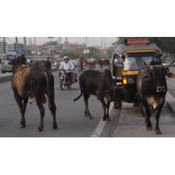 Stray cattle, Stray cattle in Hisar, target till 30 June, Hisar