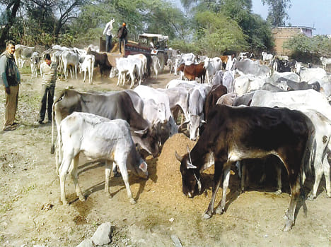 Anna cattle major problem in Bundelkhand, coined issue in Assembly