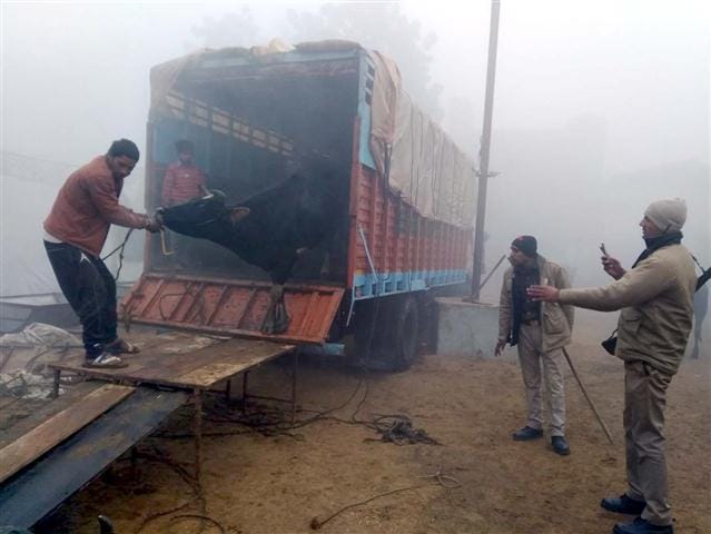  Cantor caught laden with cows, Hungama