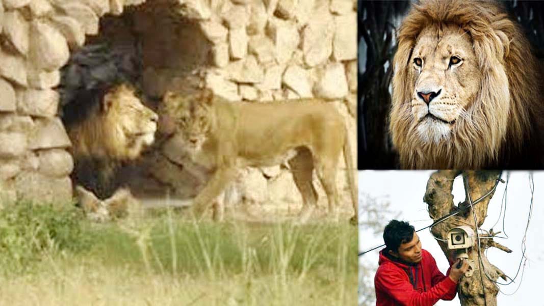 kanpur zoo lion