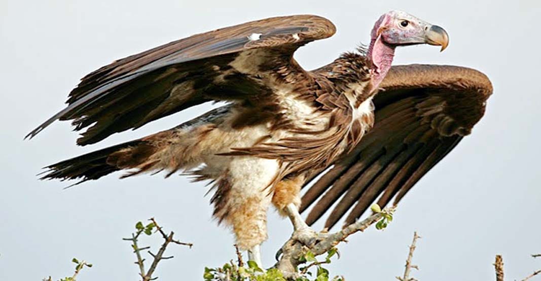 Chambal are extinct vulture